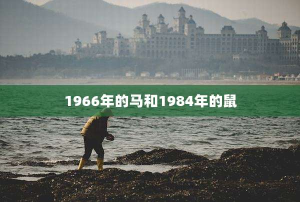 1966年的马和1984年的鼠