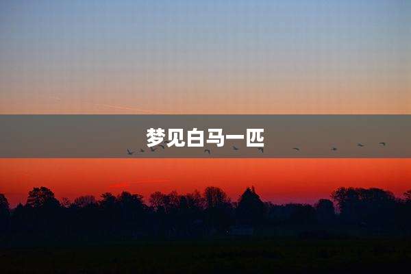 梦见白马一匹
