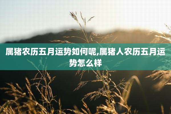 属猪农历五月运势如何呢,属猪人农历五月运势怎么样