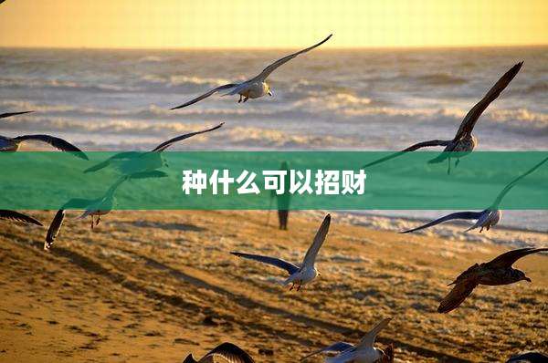 种什么可以招财