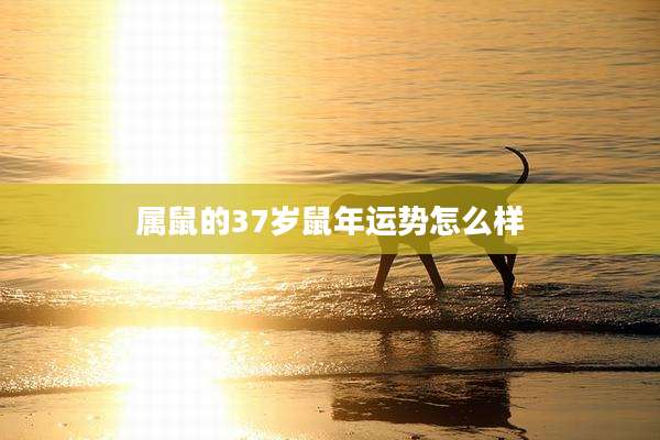 属鼠的37岁鼠年运势怎么样