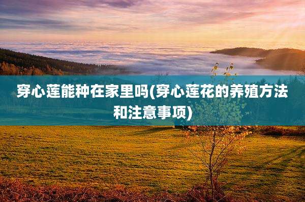 穿心莲能种在家里吗(穿心莲花的养殖方法和注意事项)
