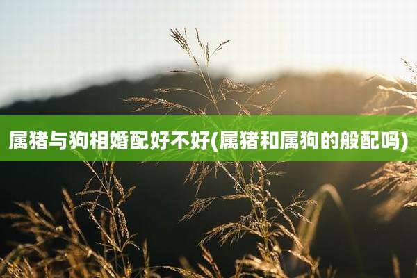 属猪与狗相婚配好不好(属猪和属狗的般配吗)