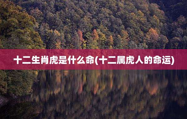 十二生肖虎是什么命(十二属虎人的命运)