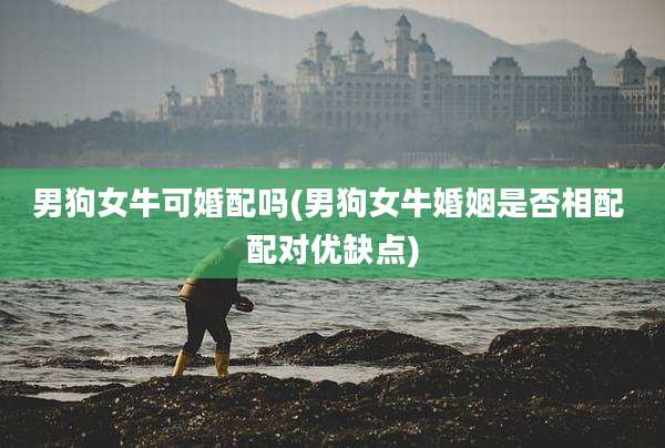 男狗女牛可婚配吗(男狗女牛婚姻是否相配 配对优缺点)