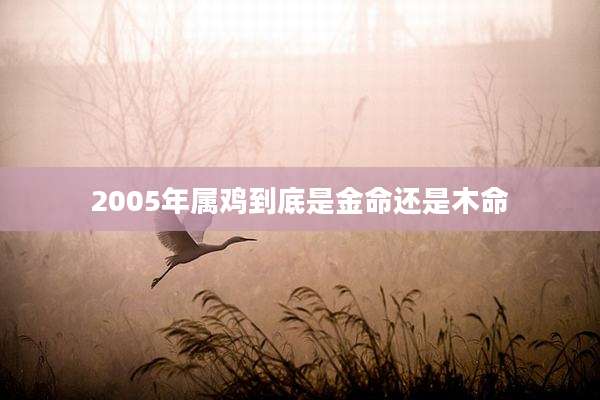 2005年属鸡到底是金命还是木命