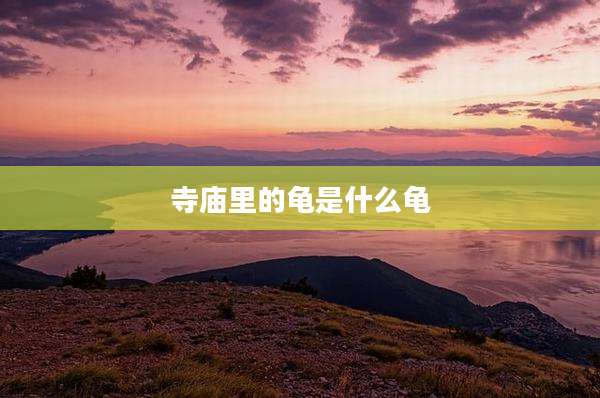 寺庙里的龟是什么龟