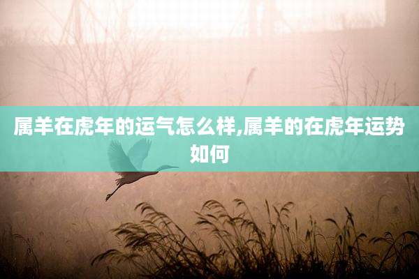 属羊在虎年的运气怎么样,属羊的在虎年运势如何