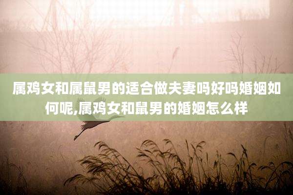 属鸡女和属鼠男的适合做夫妻吗好吗婚姻如何呢,属鸡女和鼠男的婚姻怎么样