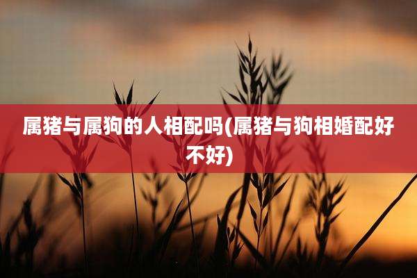 属猪与属狗的人相配吗(属猪与狗相婚配好不好)