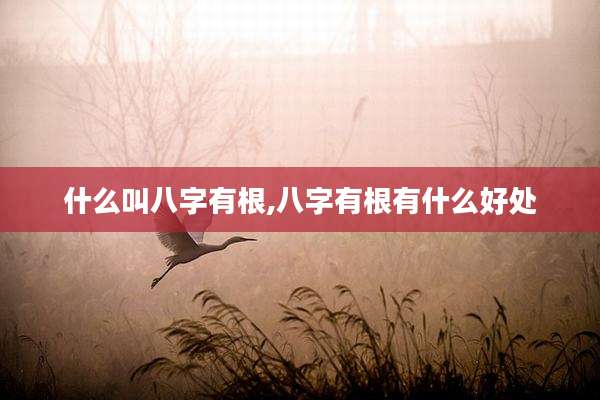什么叫八字有根,八字有根有什么好处