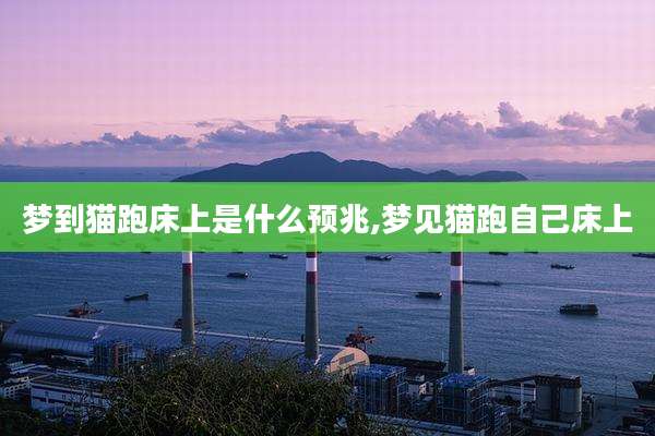 梦到猫跑床上是什么预兆,梦见猫跑自己床上
