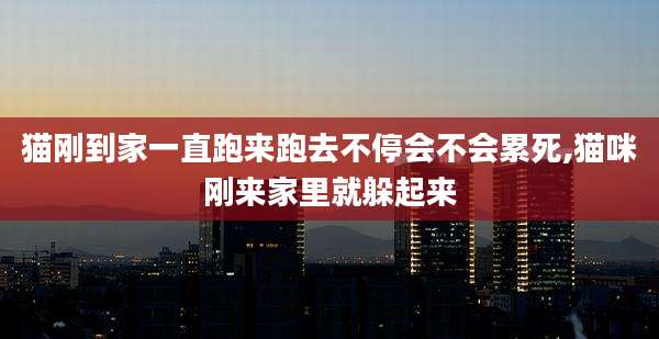 猫刚到家一直跑来跑去不停会不会累死,猫咪刚来家里就躲起来