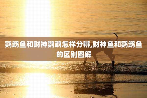 鹦鹉鱼和财神鹦鹉怎样分辨,财神鱼和鹦鹉鱼的区别图解