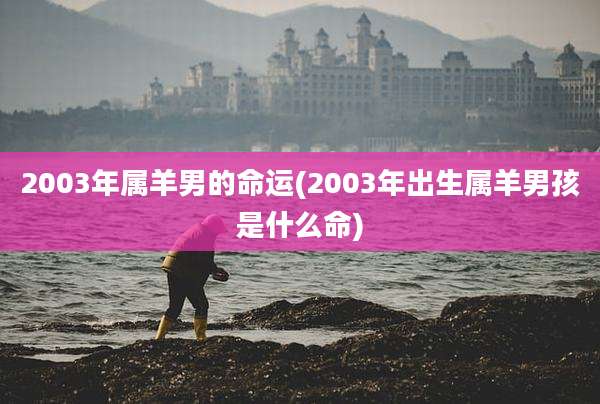 2003年属羊男的命运(2003年出生属羊男孩是什么命)