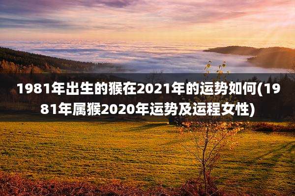 1981年出生的猴在2021年的运势如何(1981年属猴2020年运势及运程女性)