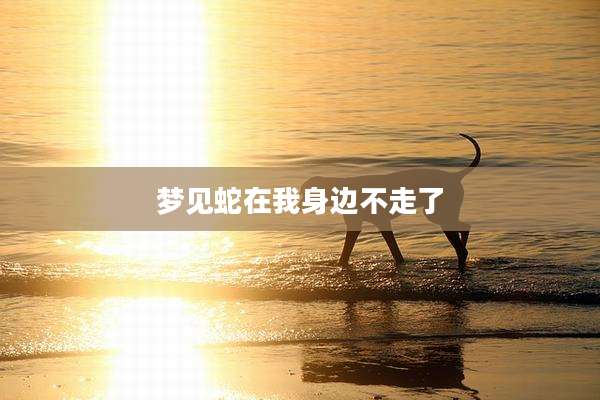 梦见蛇在我身边不走了