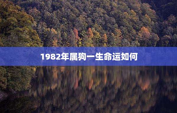 1982年属狗一生命运如何