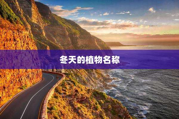 冬天的植物名称