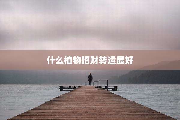 什么植物招财转运最好