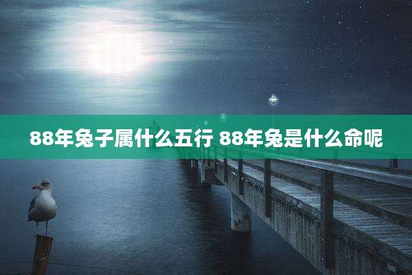 88年兔子属什么五行 88年兔是什么命呢
