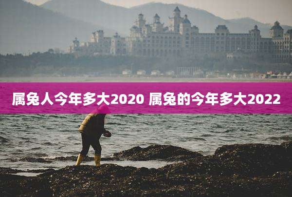 属兔人今年多大2020 属兔的今年多大2022
