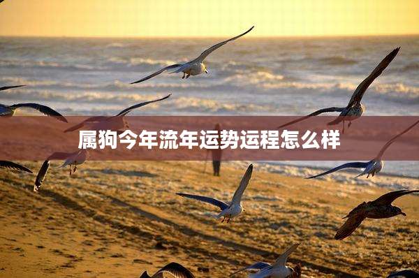 属狗今年流年运势运程怎么样
