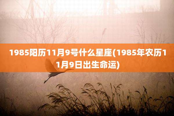 1985阳历11月9号什么星座(1985年农历11月9日出生命运)