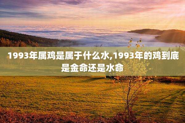 1993年属鸡是属于什么水,1993年的鸡到底是金命还是水命