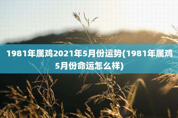 1981年属鸡2021年5月份运势(1981年属鸡5月份命运怎么样)