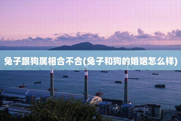 兔子跟狗属相合不合(兔子和狗的婚姻怎么样)