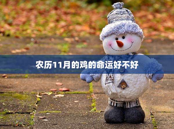 农历11月的鸡的命运好不好