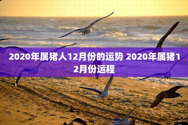 2020年属猪人12月份的运势 2020年属猪12月份运程