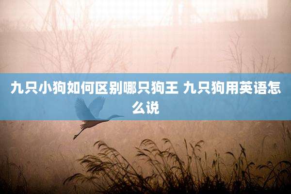 九只小狗如何区别哪只狗王 九只狗用英语怎么说