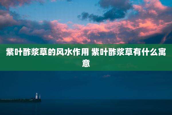 紫叶酢浆草的风水作用 紫叶酢浆草有什么寓意