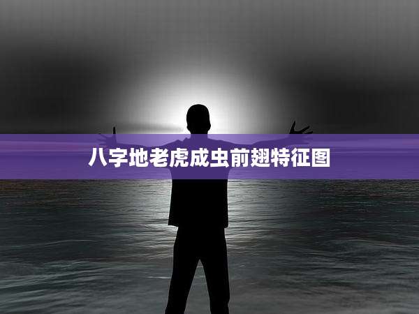 八字地老虎成虫前翅特征图
