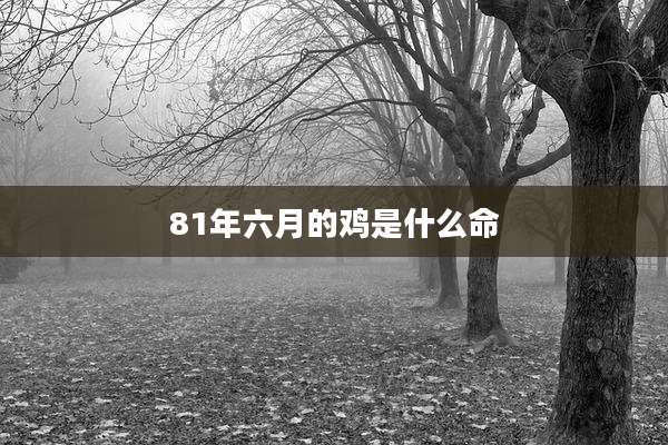 81年六月的鸡是什么命