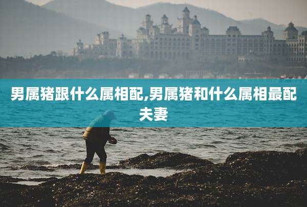 男属猪跟什么属相配,男属猪和什么属相最配夫妻