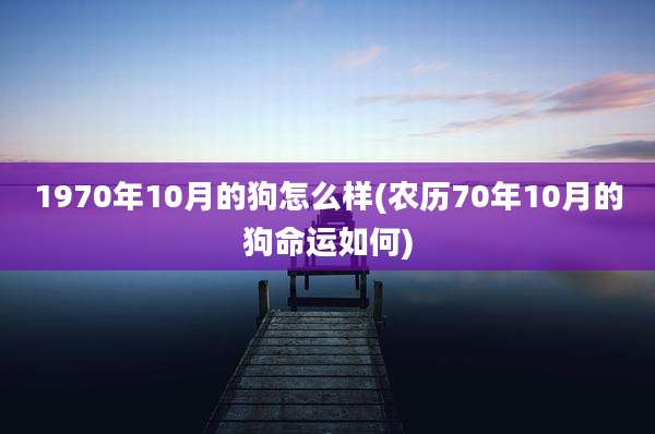 1970年10月的狗怎么样(农历70年10月的狗命运如何)