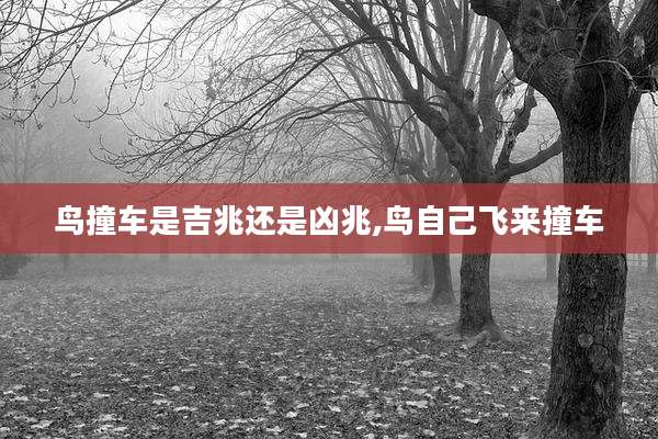 鸟撞车是吉兆还是凶兆,鸟自己飞来撞车