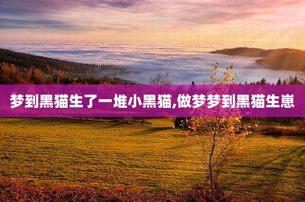 梦到黑猫生了一堆小黑猫,做梦梦到黑猫生崽
