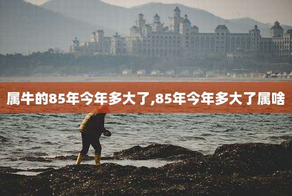 属牛的85年今年多大了,85年今年多大了属啥
