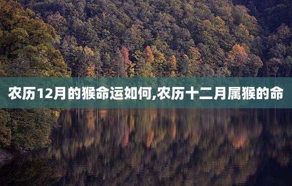 农历12月的猴命运如何,农历十二月属猴的命