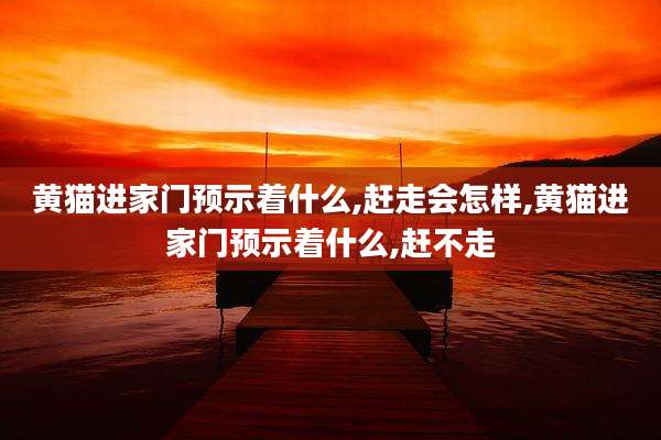 黄猫进家门预示着什么,赶走会怎样,黄猫进家门预示着什么,赶不走
