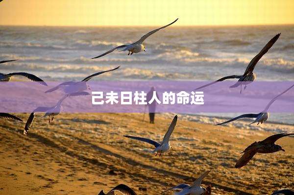 己未日柱人的命运