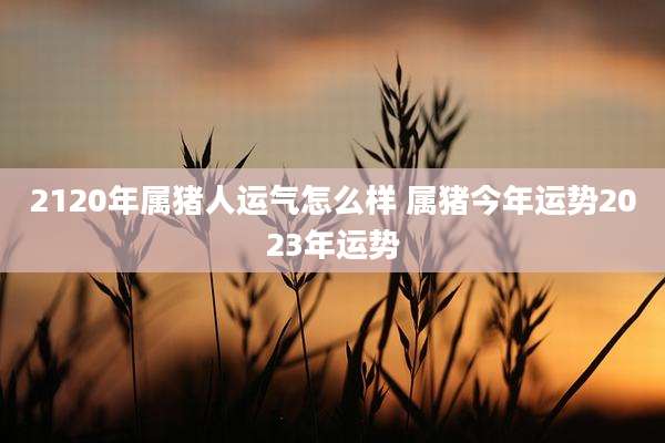 2120年属猪人运气怎么样 属猪今年运势2023年运势