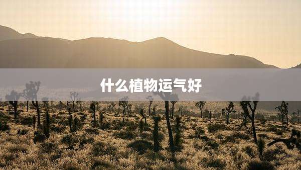 什么植物运气好
