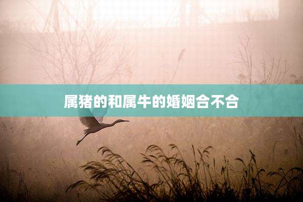 属猪的和属牛的婚姻合不合