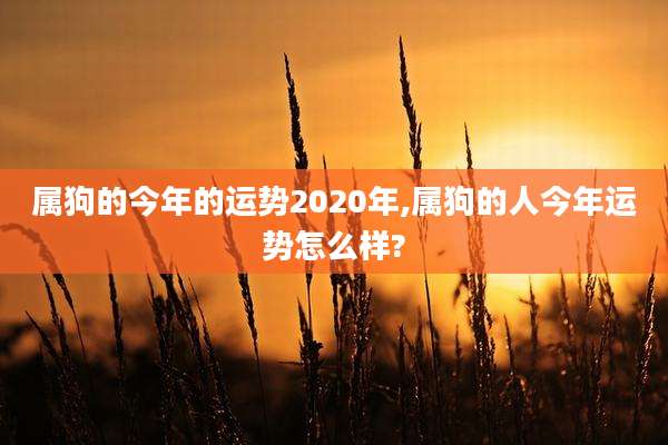 属狗的今年的运势2020年,属狗的人今年运势怎么样?