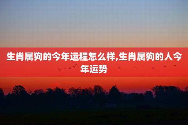 生肖属狗的今年运程怎么样,生肖属狗的人今年运势